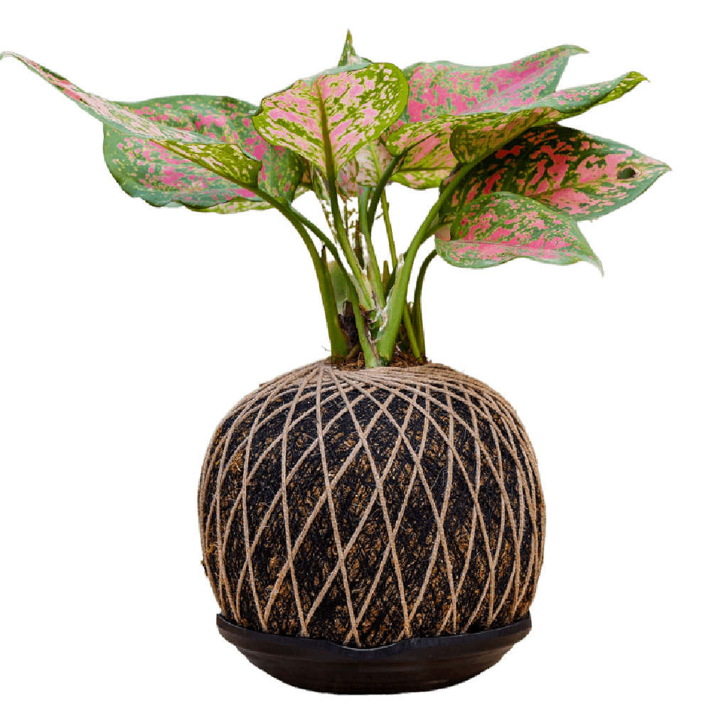 kokedama aglaonema Birthright || Kokedama Aglaonema || Plant – Rclub