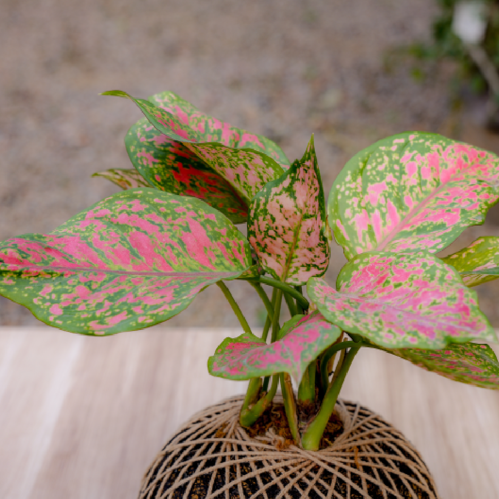 kokedama aglaonema Birthright || Kokedama Aglaonema || Plant – Rclub