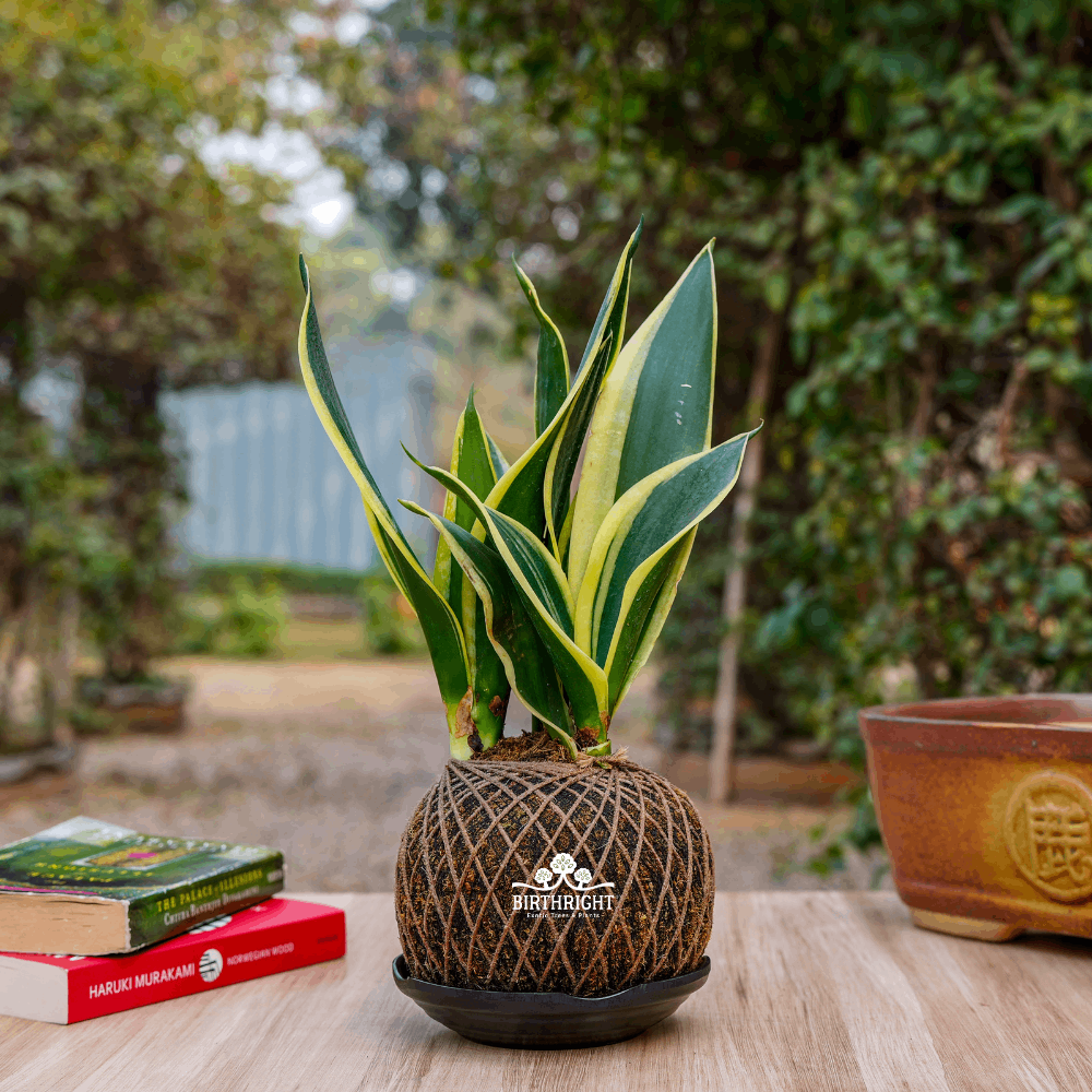 kokedama snake plant Buy Birthright Kokedama Sanseveria Plant Online| Rclub