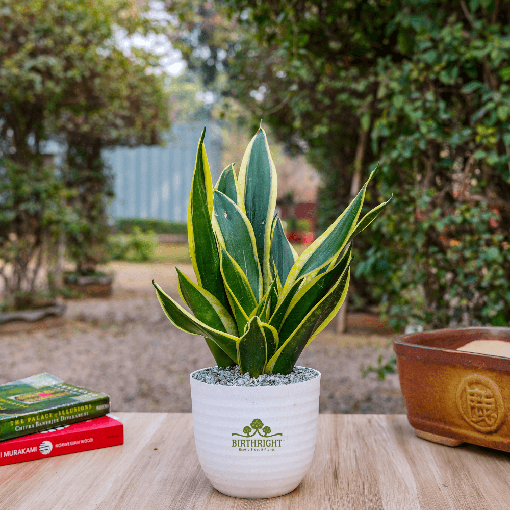 exotic snake plant Birthright || Sanseveria Snake || Plant – Rclub