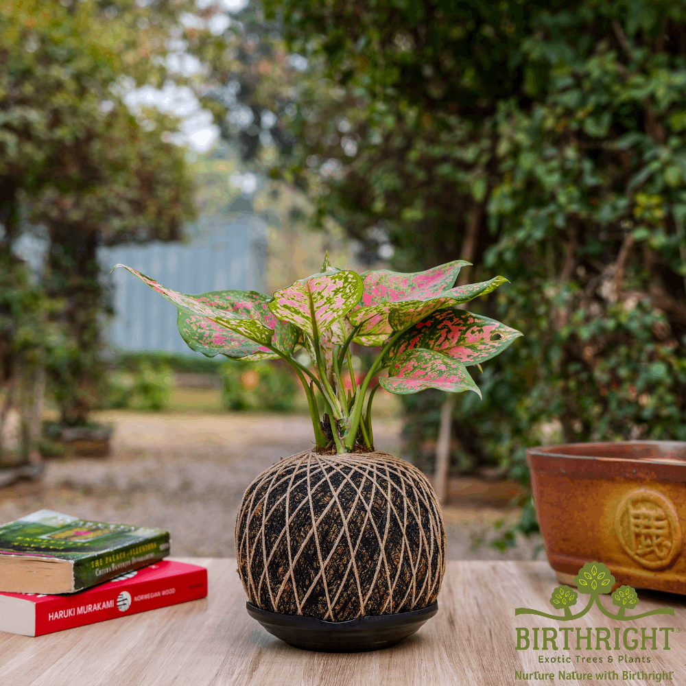 kokedama aglaonema Birthright || Kokedama Aglaonema || Plant – Rclub
