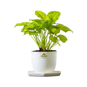 Birthright || Philodendron || Plant