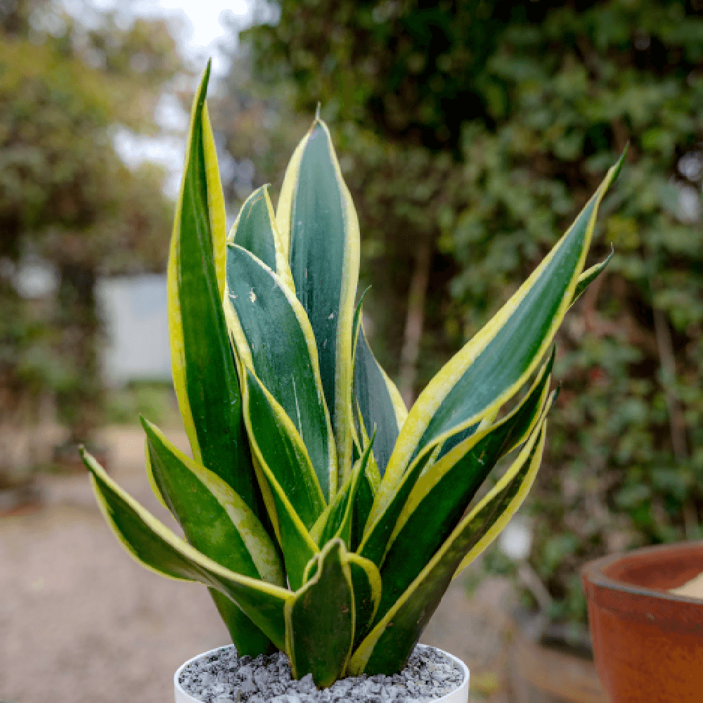 snak plant Birthright || Sanseveria Snake || Plant – Rclub