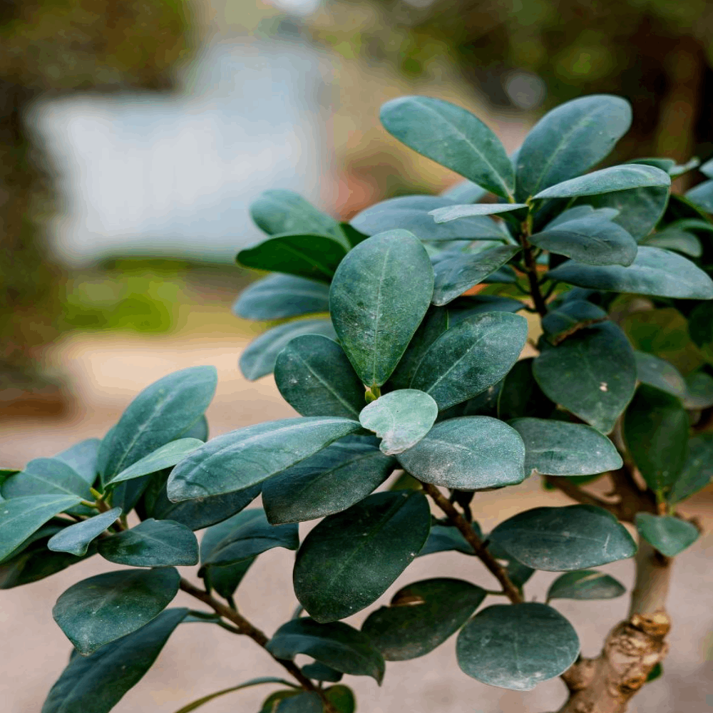 ficus money plant Birthright || Ficus Small || Plant – Rclub